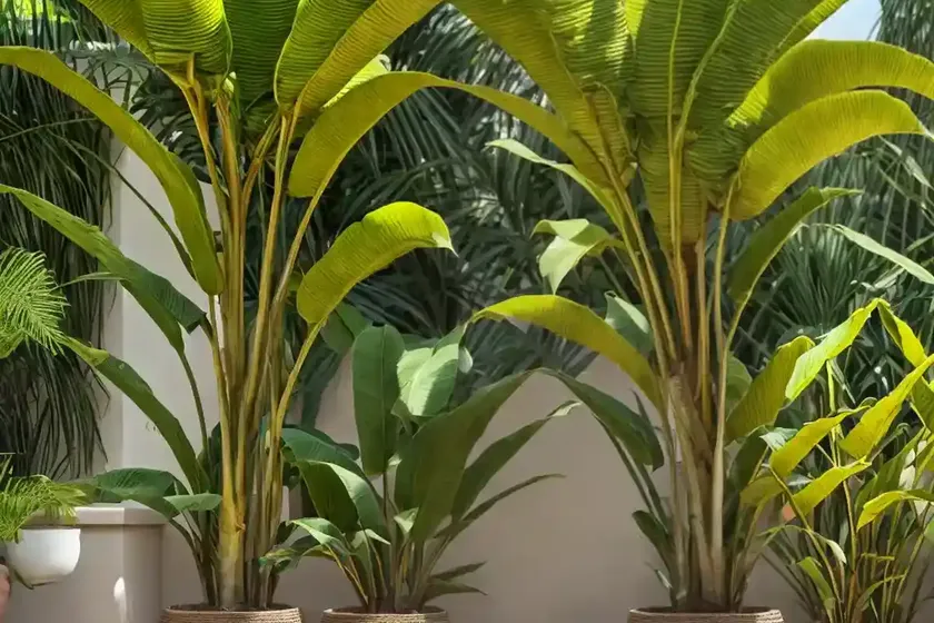 Abyssinian-banana (ensete ventricosum) — photo 3