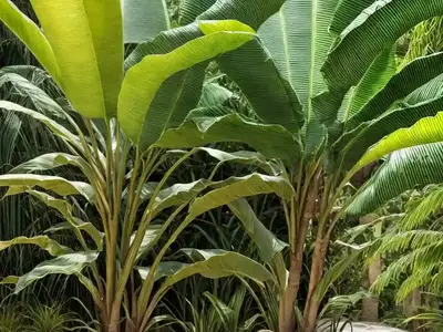 Abyssinian-banana (Ensete Ventricosum)