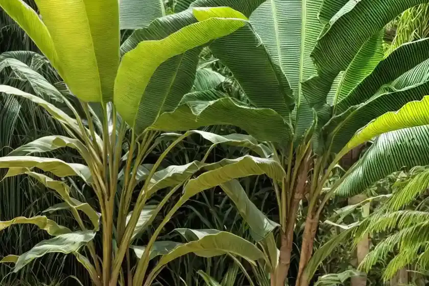 Abyssinian-banana (ensete ventricosum)