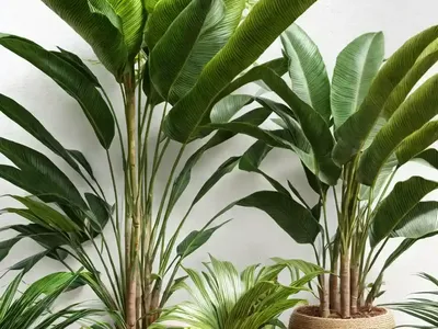 Abyssinian Banana (Ensete Ventricosum)