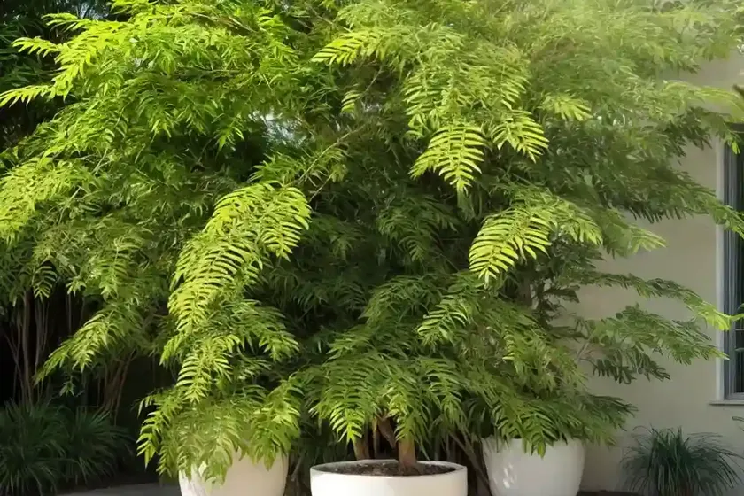 Acacia (acacia sensu lato) — photo 3