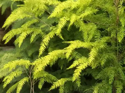 Acacia (Acacia Sensu Lato)