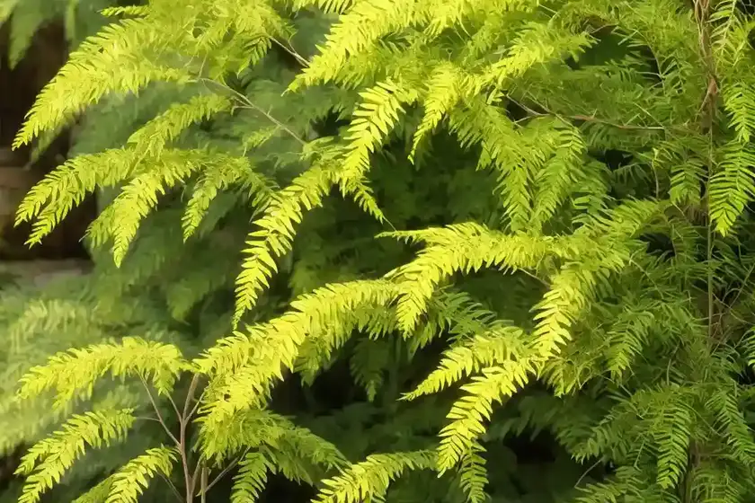 Acacia (acacia sensu lato)