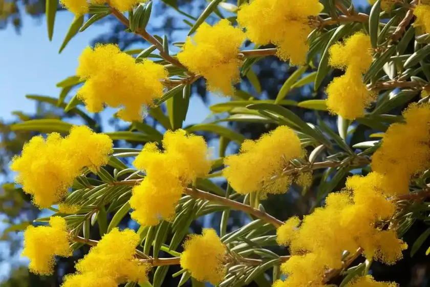 Acacia baileyana (cootamundra wattle) — photo 2