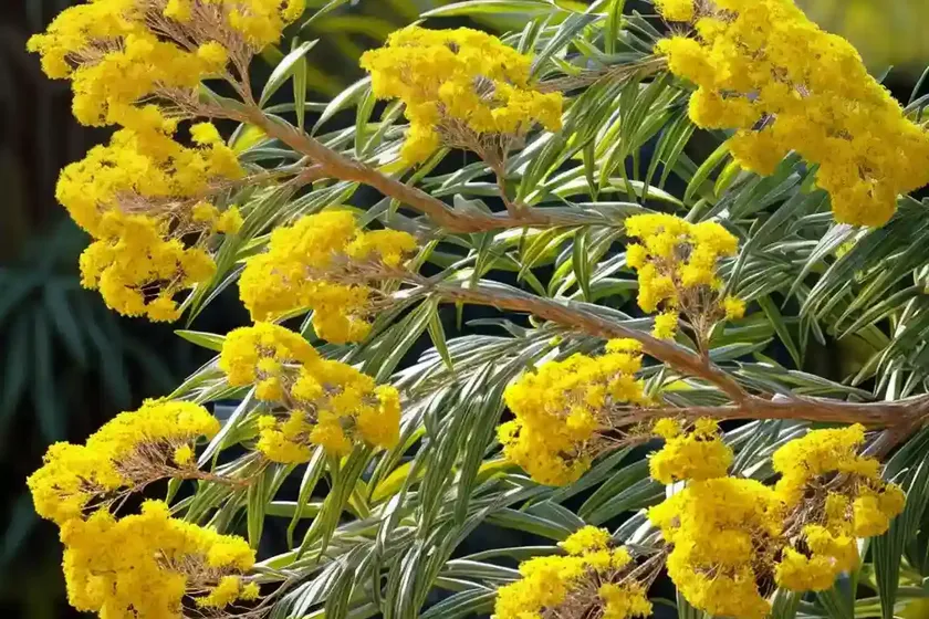 Acacia baileyana (cootamundra wattle) — photo 3