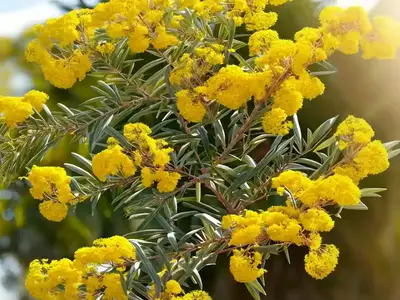 Acacia Baileyana (Cootamundra Wattle)