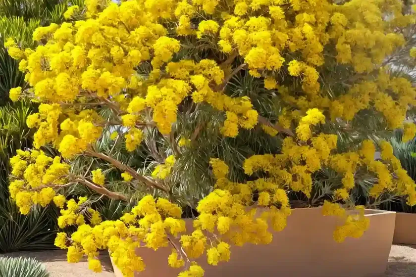 Acacia baileyana ‘purpurea’ (cootamundra wattle) — photo 2