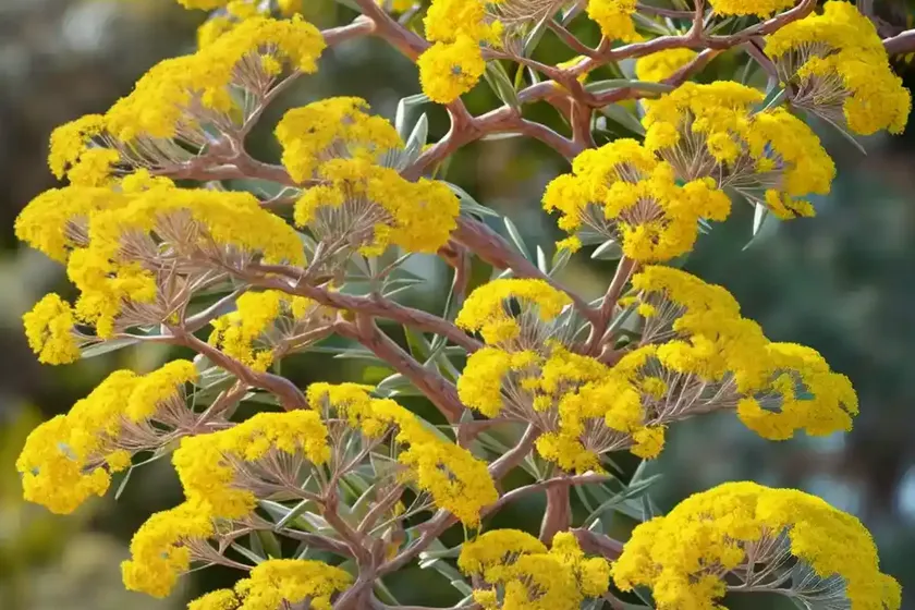 Acacia baileyana ‘purpurea’ (cootamundra wattle) — photo 3