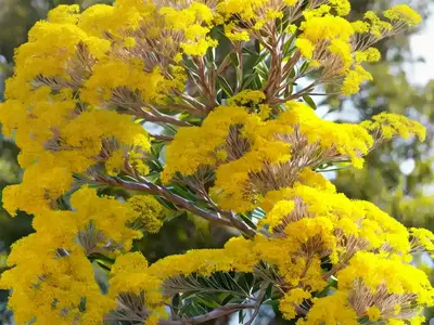 Acacia Baileyana ‘Purpurea’ (Cootamundra Wattle)