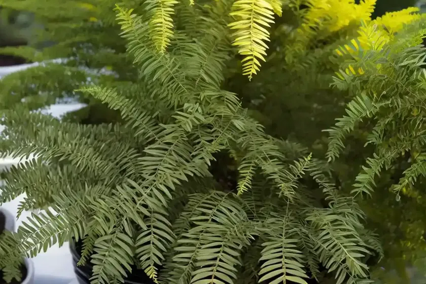 Acacia craspedocarpa (leatherleaf acacia) — photo 3