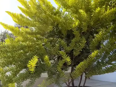 Acacia Craspedocarpa (Leatherleaf Acacia)