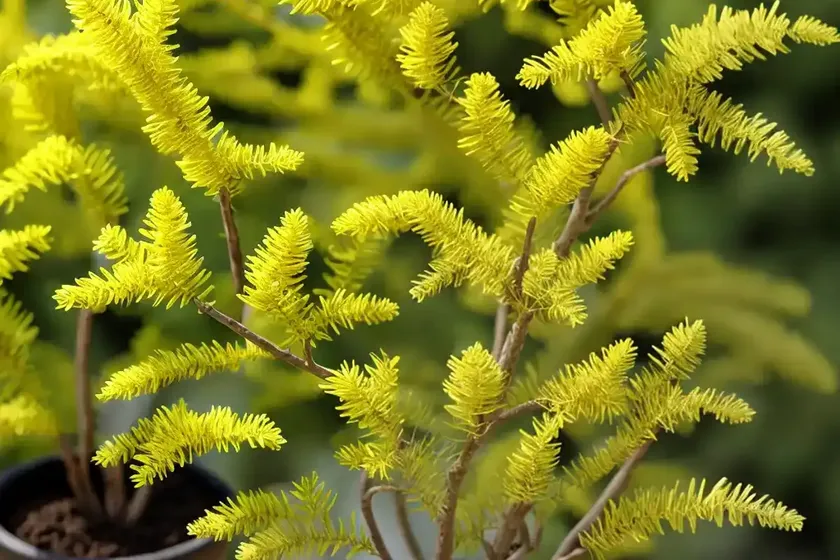 Acacia cultriformis (knife acacia) — photo 3