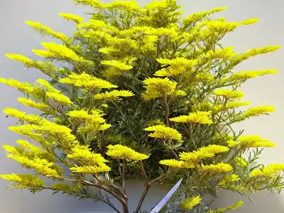 Acacia Cultriformis (Knife Acacia)