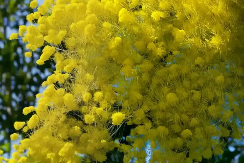 Acacia dealbata (silver wattle) — photo 2