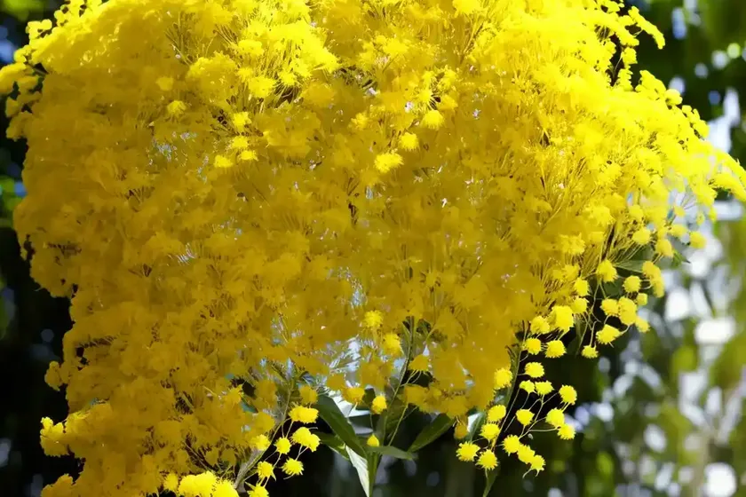 Acacia dealbata (silver wattle) — photo 3