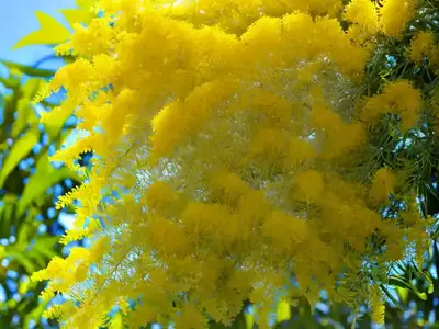 Acacia Dealbata (Silver Wattle)