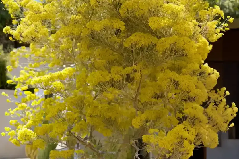Acacia farnesiana (sweet acacia) — photo 2