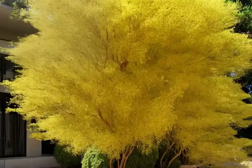 Acacia farnesiana (sweet acacia) — photo 3