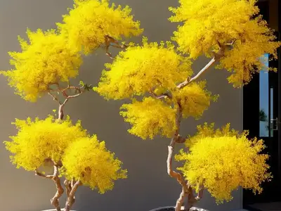 Acacia Farnesiana (Sweet Acacia)