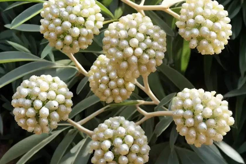 Acacia podalyriifolia (pearl acacia) — photo 3