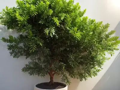 Acacia Podalyriifolia (Pearl Acacia)