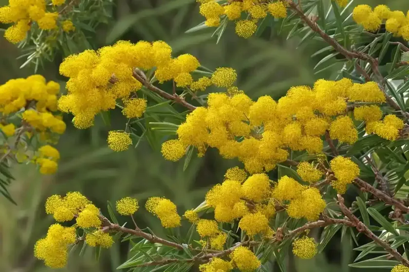 Acacia retinodes (swamp wattle) — photo 2