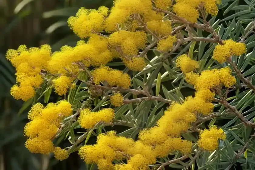 Acacia retinodes (swamp wattle) — photo 3