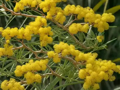 Acacia Retinodes (Swamp Wattle)