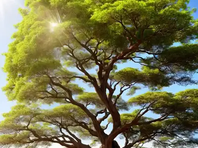 Acacia Tree (Acacia)