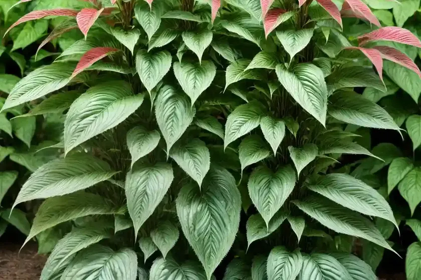Acalypha diversifolia (acalypha diversifolia jacq.) — photo 3