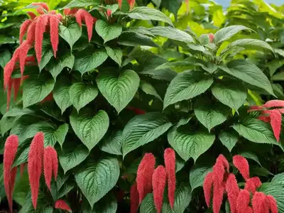 Acalypha Diversifolia (Acalypha Diversifolia Jacq.)