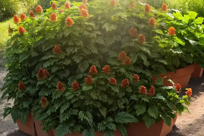 Acanthus hungaricus (bear’s breech) — photo 2