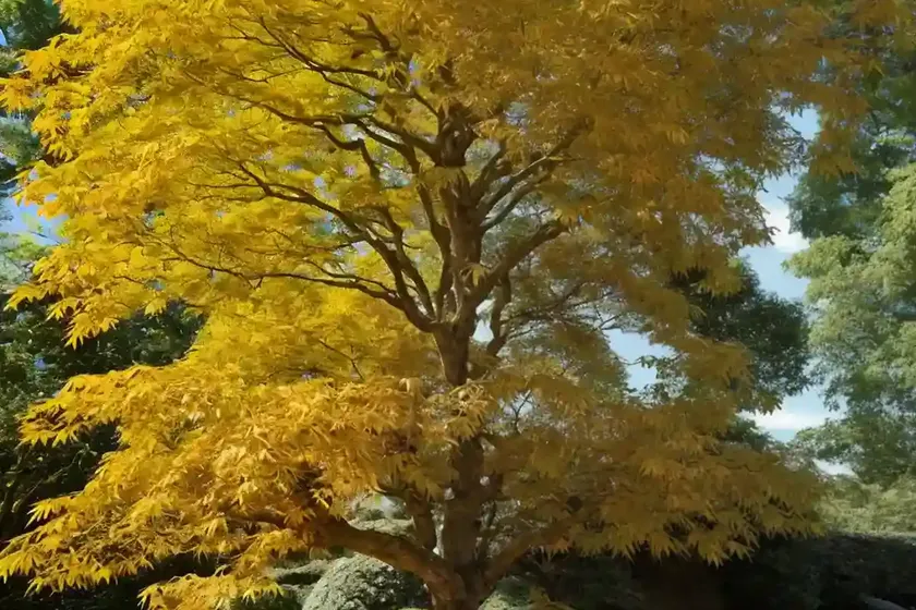 Acer japonicum ‘green cascade’ (full moon maple) — photo 2