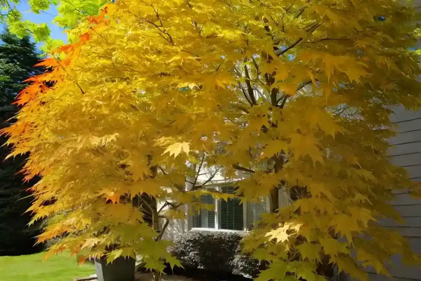 Acer japonicum ‘green cascade’ (full moon maple) — photo 3