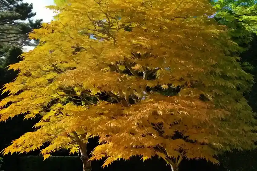 Acer japonicum ‘green cascade’ (full moon maple)