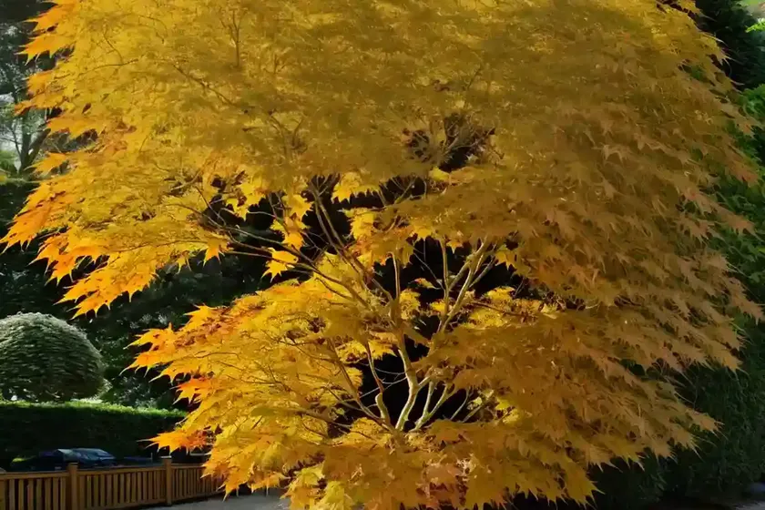 Acer japonicum ‘vitifolium’ (full moon maple) — photo 2