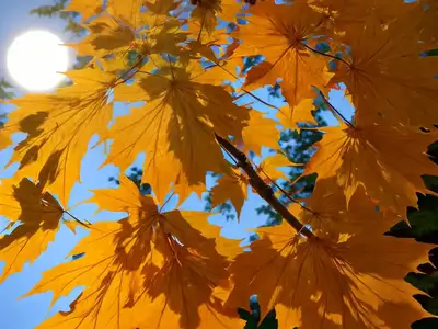 Acer Japonicum ‘Vitifolium’ (Full Moon Maple)