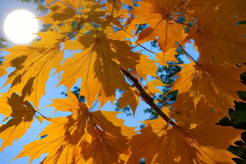 Acer japonicum ‘vitifolium’ (full moon maple)