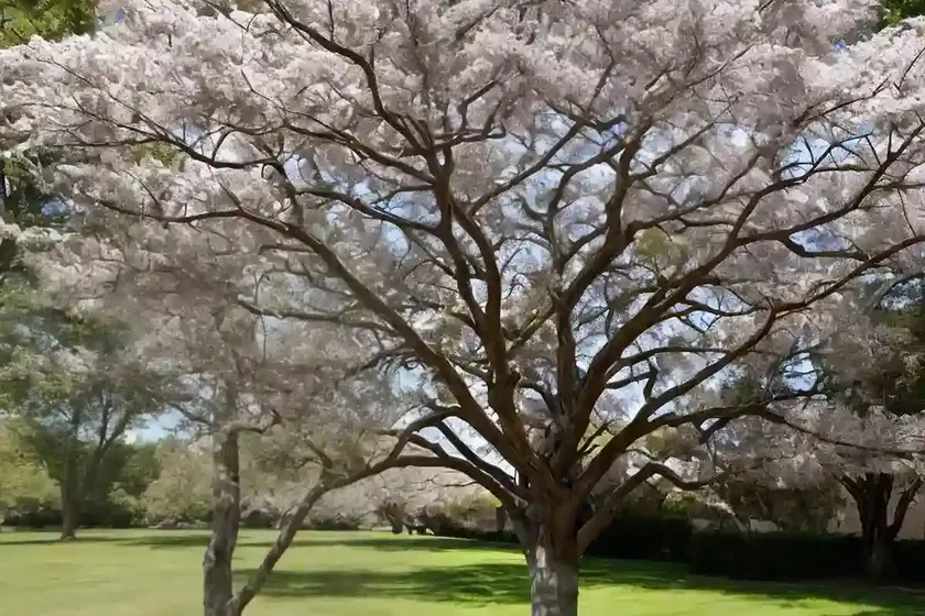 Acer negundo (box elder) — photo 3