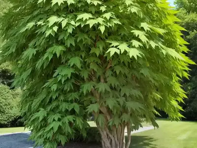 Acer Negundo (Box Elder)