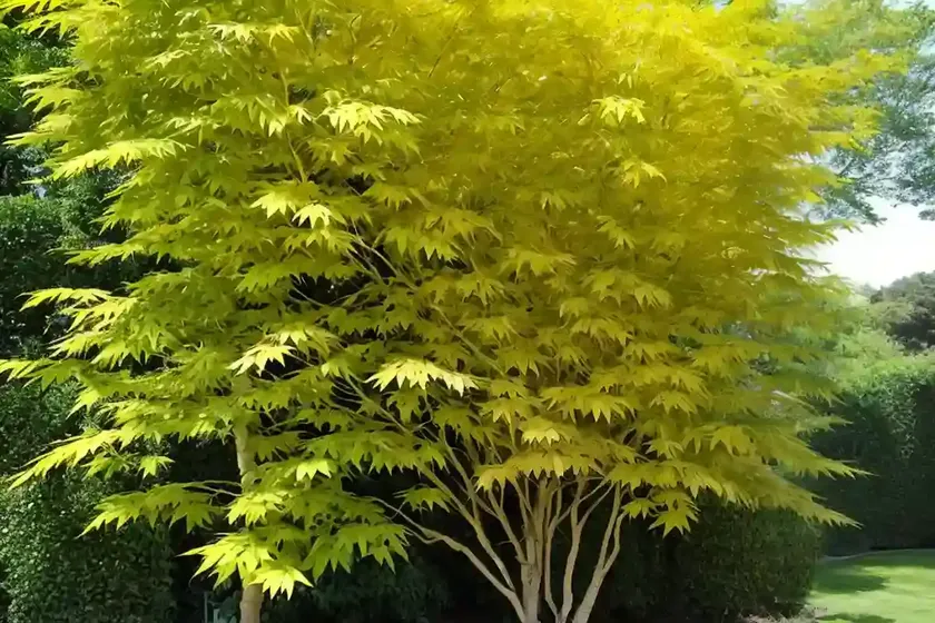 Acer negundo ‘variegatum’ (variegated box elder) — photo 2