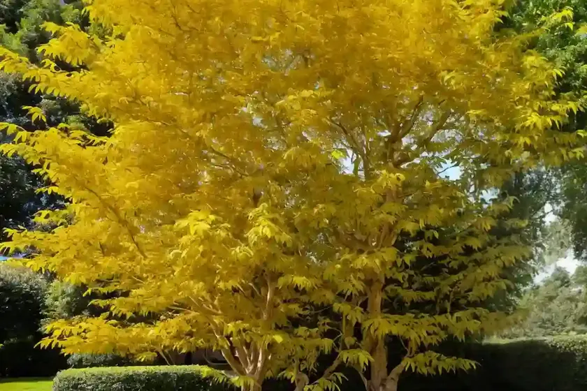 Acer negundo ‘variegatum’ (variegated box elder) — photo 3