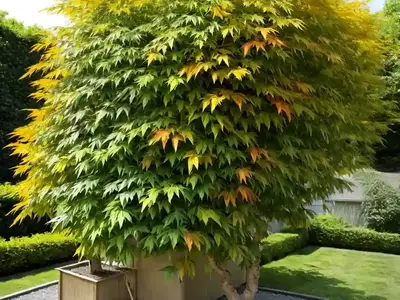 Acer Negundo ‘Variegatum’ (Variegated Box Elder)