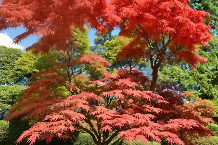 Acer palmatum ‘aka kawa hime’ (coral bark maple) — photo 2
