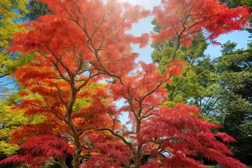 Acer palmatum ‘aka kawa hime’ (coral bark maple) — photo 3