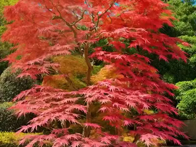 Acer Palmatum ‘Aka Kawa Hime’ (Coral Bark Maple)