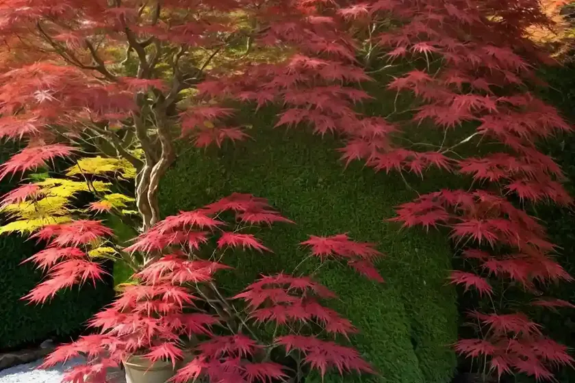 Acer palmatum ‘arakawa’ (japanese maple) — photo 3