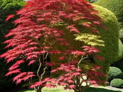 Acer Palmatum ‘Arakawa’ (Japanese Maple)