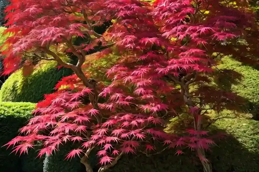 Acer palmatum ‘ariadne’ (japanese maple) — photo 2