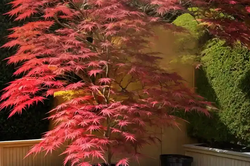 Acer palmatum ‘ariadne’ (japanese maple) — photo 3